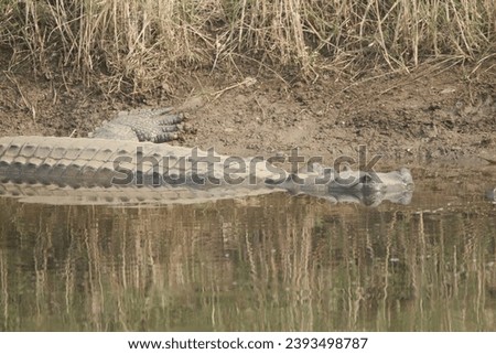 harials, sometimes called gavials, are a type of Asian crocodilian distinguished by their long, thin snouts.