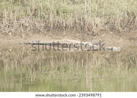 harials, sometimes called gavials, are a type of Asian crocodilian distinguished by their long, thin snouts.