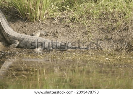 harials, sometimes called gavials, are a type of Asian crocodilian distinguished by their long, thin snouts.