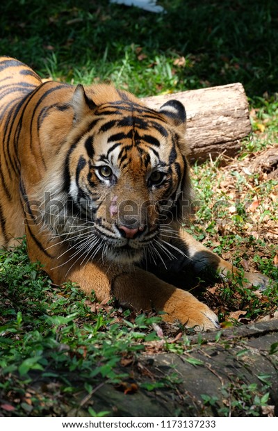 Unduh 910 Koleksi Gambar Harimau Untuk Edit Foto Keren 