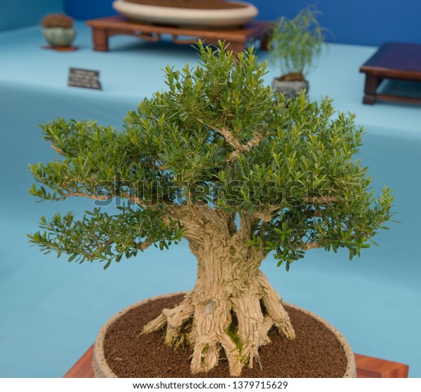 Harland Boxwood Bonsai Tree Buxus Harlandii Stock Photo Edit Now 1379715629