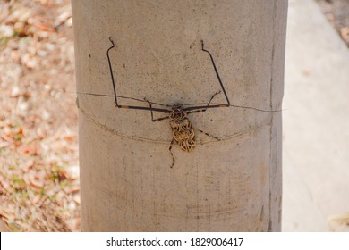 Harlequin Beetle Resting On Pillar