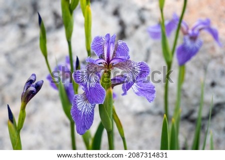 Harlequin Blue Flag (Iris versicolore, Iris versicolor) photographied at Les Escoumins (Quebec).