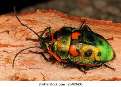 Harlequin Bug