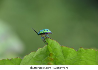 Harlequin Bug Green And Blue