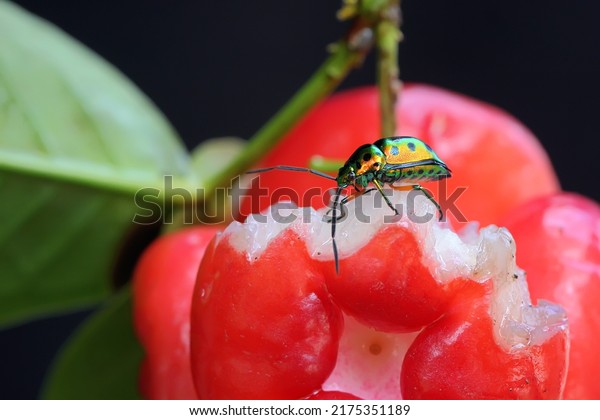 A\
harlequin bug is looking for food in a bunch of water apples. This\
insect has the scientific name Tectocoris\
diophthalmus.