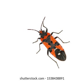 Harlequin bug, Lygaeus equestris isolated on white, clipping path
