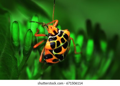 Harlequin Bug Or Murgantia Histrionica