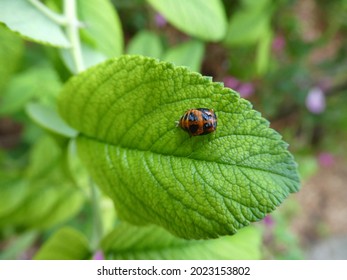 Harlequin Bug On Green Leaf