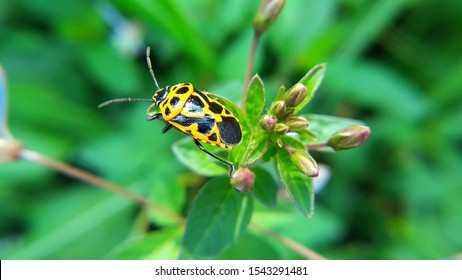 Harlequin Bug On Green Leaves In The Garden.