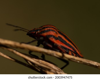 Harlequin Bug On A Twig