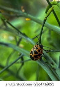 Harlequin bug on a twig in the garden - Shutterstock ID 2364716051