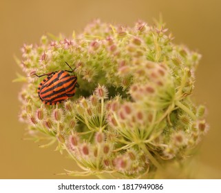 Harlequin Bug On Wild Carrot