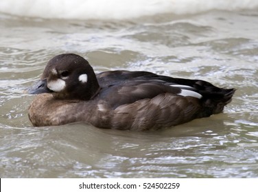 Harlequin Duck