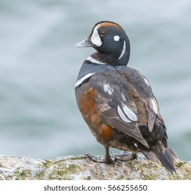 Harlequin Duck