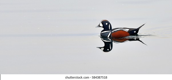 Harlequin Duck