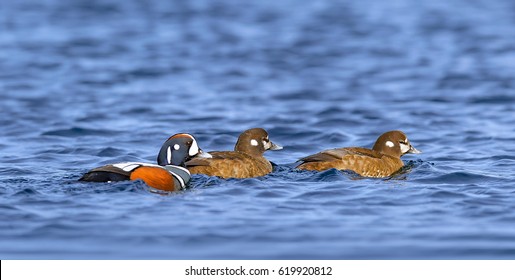 Harlequin Duck