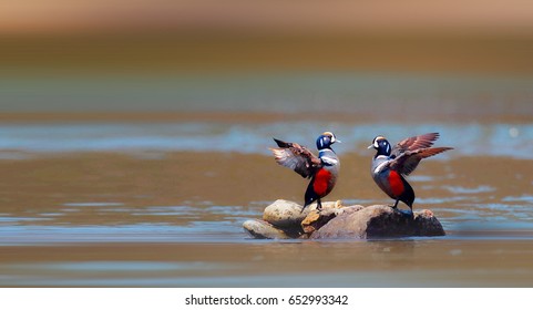 Harlequin Duck