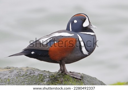 Harlequin Duck (Histrionicus histrionicus) male on rock, Barnegat Jetty, New Jersey