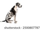 harlequin Great Dane dog - Canis Lupus familiaris - large breed from Germany, long floppy ears isolated on white background. Black and white spots spotted gentle giant