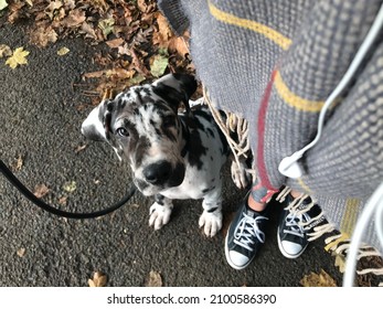 Harlequin Great Dane Puppy Growing 