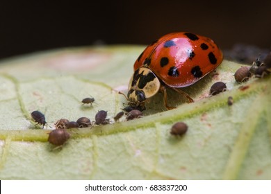 Harlequin ladybird (Harmonia axyridis) adult eating aphid. Predatory beetle in family Coccinellidae feeding on blackfly