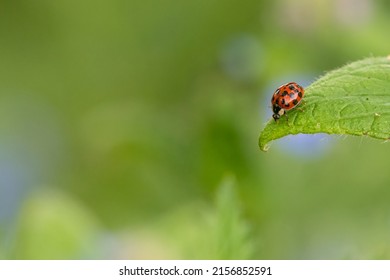 Harlequin ladybird, ladybug or lady beetle (Harmonia axyridis) perched on a leaf in spring. Cute beetle portrait. 