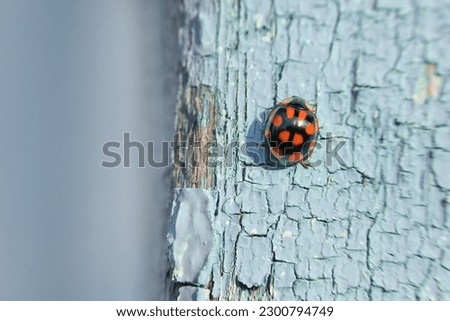 Harlequin ladybug on old cracked blue wall. Insect of Harmonia axyridis or Asian ladybeetle, Halloween beetle. Background with copy space