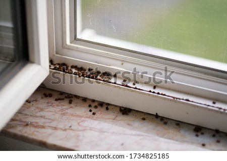 Harlequin ladybugs and Asian ladybugs on window.  