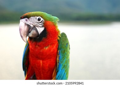 Harlequin Macaw Is A Beautiful Hybrid Parrot, Eyes Portrayed As A Baby Bird. Dark Red-breasted Stand On Blur Natural Background