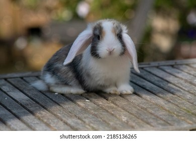 Harlequin Mini Lop Baby Bunny