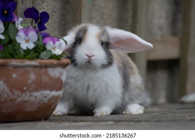 Harlequin Mini Lop Baby Bunny