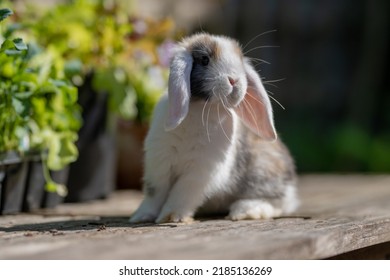 Harlequin Mini Lop Baby Bunny