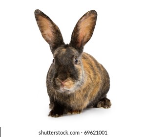 A Harlequin Mix Breed Rabbit Isolated On White