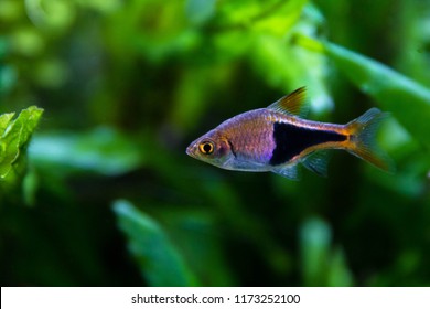 Harlequin Rasbora Aquarium Fish 