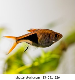 Harlequin Rasbora In Fresh Water