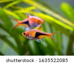 Harlequin rasbora (Trigonostigma heteromorpha) on a fish tank