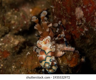 Harlequin Shrimp Is Eating The Sea Star