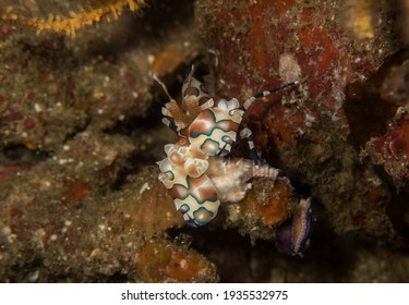 Harlequin Shrimp Is Eating The Sea Star