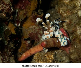 Harlequin Shrimp Is Eating The Sea Star