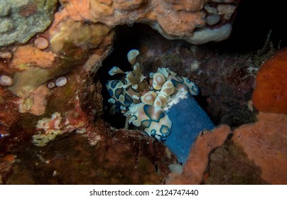 Harlequin Shrimp Is Eating The Sea Star