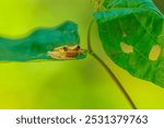 Harlequin Treefrog (Dendropsophus ebraccatus), Dendropsophus ebraccatus, also known as the hourglass treefrog, referring to the golden-brown hourglass shape seen surrounded by skin yellow on its back.