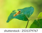 Harlequin Treefrog (Dendropsophus ebraccatus), Dendropsophus ebraccatus, also known as the hourglass treefrog, referring to the golden-brown hourglass shape seen surrounded by skin yellow on its back.