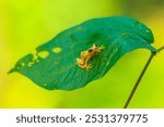 Harlequin Treefrog (Dendropsophus ebraccatus), Dendropsophus ebraccatus, also known as the hourglass treefrog, referring to the golden-brown hourglass shape seen surrounded by skin yellow on its back.