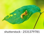 Harlequin Treefrog (Dendropsophus ebraccatus), Dendropsophus ebraccatus, also known as the hourglass treefrog, referring to the golden-brown hourglass shape seen surrounded by skin yellow on its back.