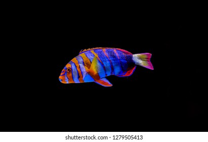 Harlequin Tusk
(Choerodon Fasciatus)