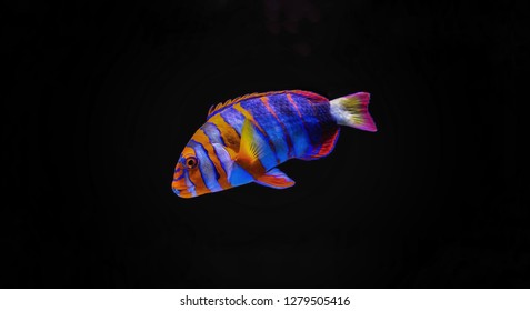 Harlequin Tusk
(Choerodon Fasciatus)