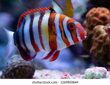 Harlequin Tusk Fish