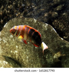 Harlequin Tusk Fish, Choerodon Fasciatus  