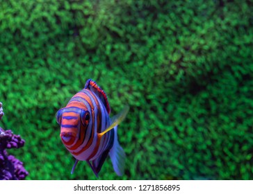 Harlequin Tuskfish Or Harlequin Tusk